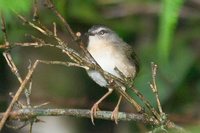 Neotropical River Warbler - Basileuterus rivularis