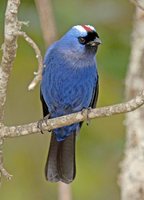 Diademed Tanager - Stephanophorus diadematus