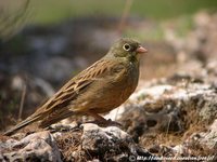 Ortolan Bunting - Emberiza hortulana