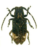 흰점곰보하늘소 - Pterolophia granulata