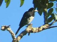 Cone-billed Tanager