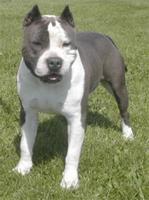 American Staffordshire Terrier