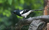 Magpie Tanager Cissopsis leverianus