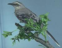 tropical mockingbird