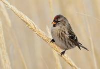 Common Redpoll