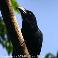 Greater Ani (Crotophaga major)