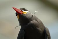 Inca Tern