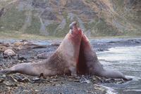 Two Bull Elephant Seals fighting