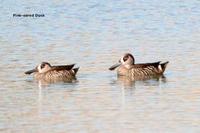 Pink-eared Duck