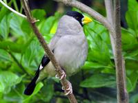 큰부리밀화부리 Eophona personata magnirostris | Japanese grosbeak