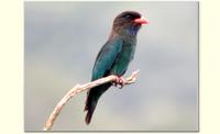 Dollarbird  # 2