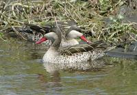 Red-billed Teal p.40