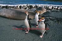 ...FT0138-00: Royal Penguins, Eudyptes Schlegeli, walk past Elephant seals. Macquarie Island. Sub A