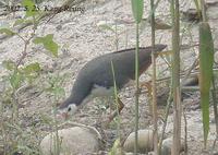 White-Brested Waterhen Amaurornis phoenicurus 흰배뜸부기