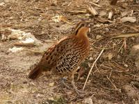 Mountain Bamboo Partridge