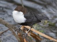 Black-bellied Dipper