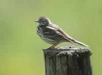 Meadow Pipit (Anthus pratensis)