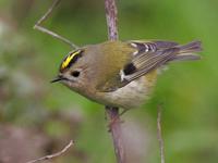 Goldcrest (Regulus regulus)