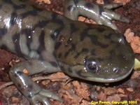 : Ambystoma tigrinum; Tiger Salamander