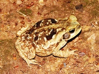 : Bufo ictericus; Yellow Cururu Toad