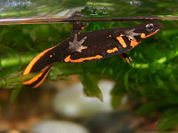 : Cynops pyrrhogaster