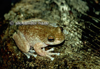 : Litoria nannotis; Torrent Tree Frog
