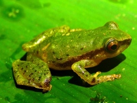 : Pristimantis acuminatus