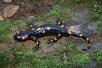 : Salamandra salamandra morenica; Fire Salamander