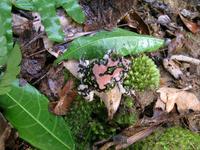 : Scaphiophryne gottlebei; Gottlebe's Burrowing Frog