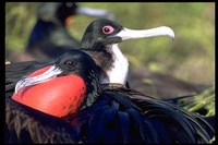 : Fregata minor; Great Frigatebird