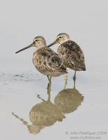 : Limnodromus scolopaceus; Long-billed Dowitcher