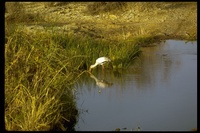 : Mycteria ibis; Yellow-billed Stork