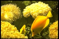 : Zebrasoma flavescens; Yellow Tang