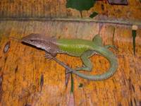 : Ameiva ameiva; Amazon Whiptail