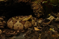 : Atropoides mexicanus; Jumping Viper