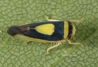 : Colladonus clitellarius; Saddled Leafhopper
