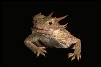 : Phrynosoma sp.; Horned Lizard