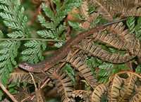 : Saproscincus challengeri