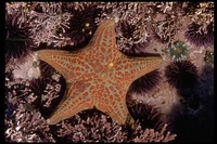 : Dermasterias imbricata; Leather Star