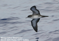 Figs.   7-8. Wedge-tailed Shearwater.
