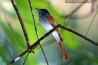 Mangoverde World Bird Guide Photo Page: Asian Paradise-Flycatcher Terpsiphone paradisi