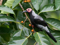 Coleto (a near Philippine endemic) Scientific name - Sarcops calvus