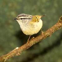 Ashy-throated Warbler Phylloscopus maculipennis