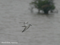 구렛나루제비갈매기...