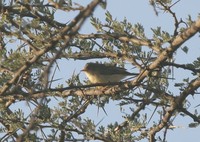 アカシアムシクイ Buff-bellied Warbler Phyllolais pulchella