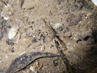 Pilumnus hirtellus - Hairy Crab