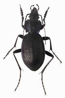Carabus problematicus