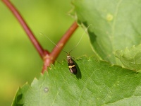 Adela croesella