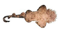 Orectolobus dasypogon, Tasselled wobbegong: