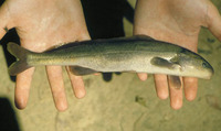 Mormyrus hasselquistii, Elephant snout: fisheries